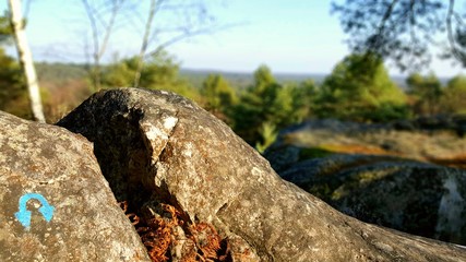 Bleau foret demi tour