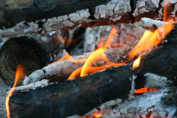 fire in nature . Bonfire in the forest