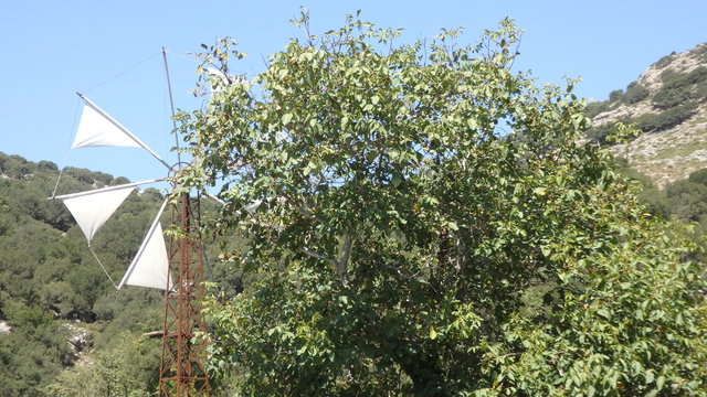 Zitronen