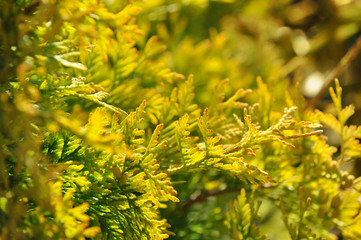 Thuja leaves in sunshine light, yellow thuja leaf, natural thuja trees close up in warm light. Background with copy space