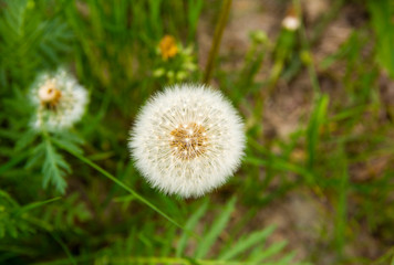 Dandelions with seeds