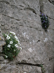 Life in stone