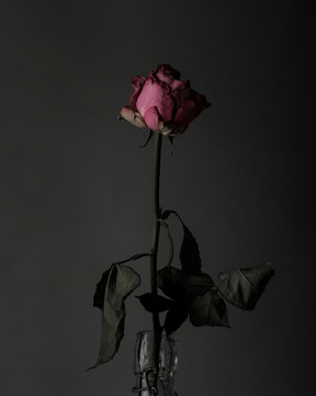 Dry rose against dark background