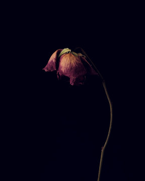 Dry rose against dark background