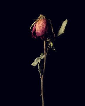 Close up of dry rose