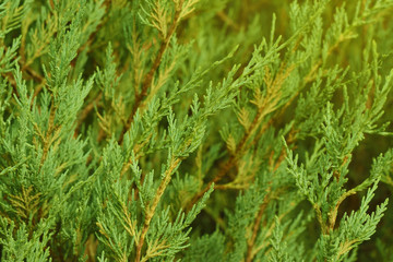 Thuja leaves in sunshine light, green thuja leaf, natural thuja trees close up in warm light. Background with copy space