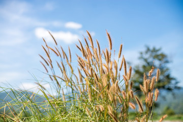 close up of grass flowers garden blue sky in the spring. (poaceae)