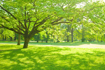 Fototapeta na wymiar shade of park tree