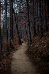 Forest path through the trees with fog