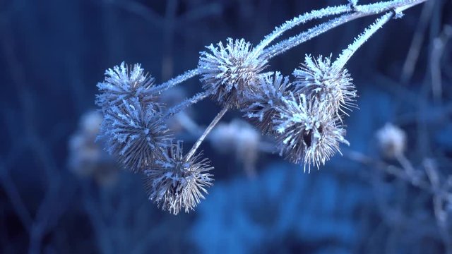 frost on the seeds of thistle