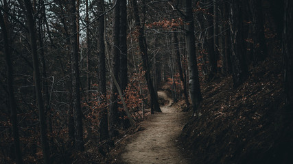 Fototapeta premium Forest path through the trees with fog