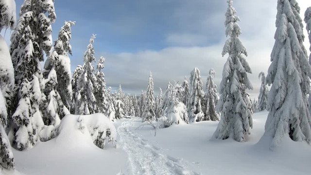 Winterwald-Schwenk, Schneebedeckte Bergfichten