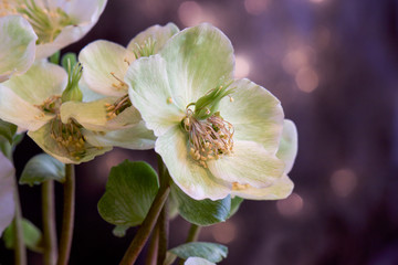 Close up of white flower head with pollen, Helloborus, Christmas rose