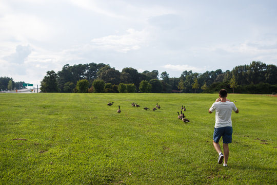 A young man on a summer afternoon in the park takes pictures of wild geese. Summer lawn and clear blue sky. Landscaping. Park Milliken Arboretum, Spartanburg, South Carolina, USA