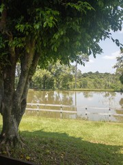 gar&ccedil;a no lago