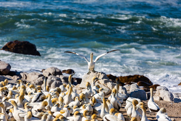Cape Gannet colony in the evening sun. Lamberts Bay, South Africa