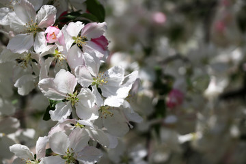 Beautiful springtime nature background with blooming trees. Brunch of blossoming tree in sunlight close up in a shallow depth of field with copy space. Good for card, poster or banner.