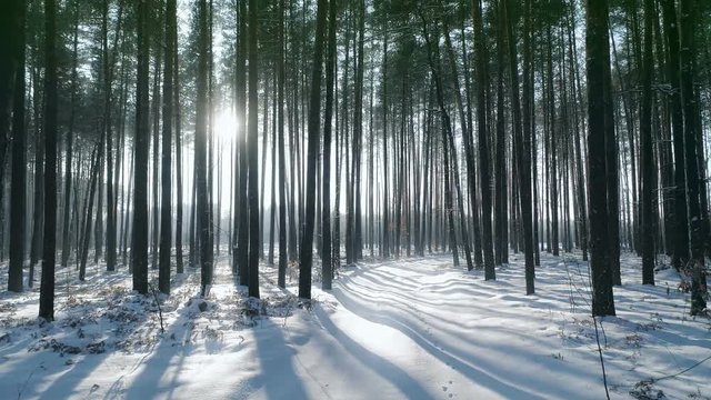 Snowy winter forest trees wood nature Beautiful winter wonderland Sun shining at sunset Snow crystals glittering