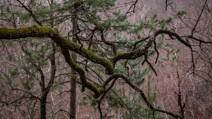 Detail of beautiful trees. Autumn in the forest