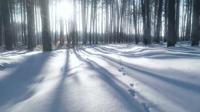 Snowy winter forest trees wood nature Beautiful winter wonderland Sun shining at sunset Snow crystals glittering