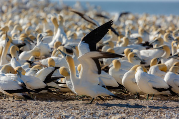 Cape Gannet colony in the evening sun. Lamberts Bay, South Africa