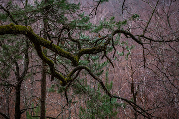 Detail of beautiful trees. Autumn in the forest
