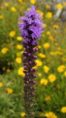 field of yellow flowers
