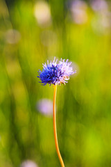 Small purple flower on green background