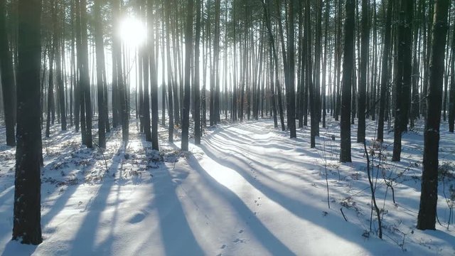 Snowy winter forest trees wood nature Beautiful winter wonderland Sun shining at sunset Snow crystals glittering
