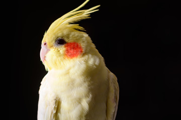 yellow parrot on black background corella
