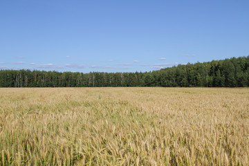 Field of ripe rye