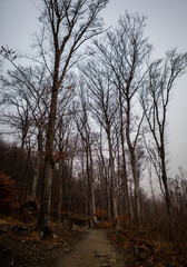 Forest path through the trees with fog