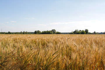 Field of ripe rye