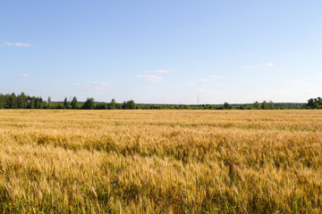 Field of ripe rye