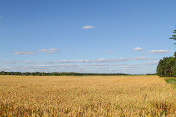 Field of ripe rye