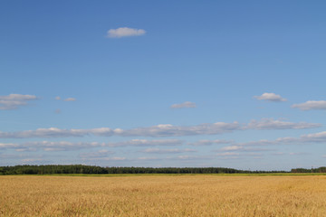 Obraz premium Field of ripe rye