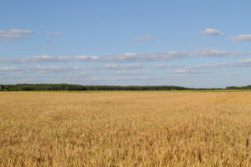 Field of ripe rye