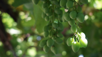 Green grapes