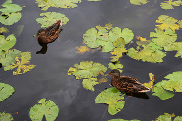 Ducks floating in the lake 