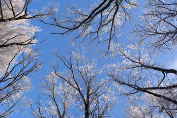 Cold winter day in forest. Trees covered with hoarfrost.