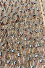 Poissons sêchés