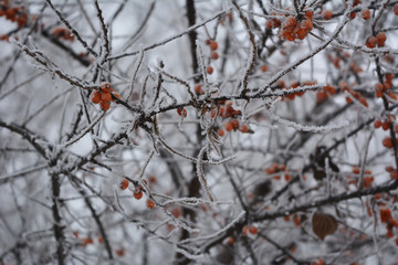 Sea buckthorn in winter. Berries and branches are covered with hoarfrost.
