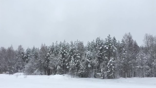 Forest under snow. Wild nature landscape in winter in snowfall.