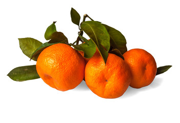 fresh juicy tangerines on a branch isolated on white background