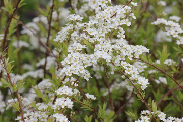 White spring flowers