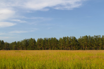 Fototapeta premium Green field