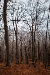 Fototapeta premium Detail of beautiful trees. Autumn in the forest