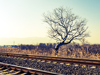 A lone tree standing by the railway line. Tree on a railroad. A tree near the railway at sunset.