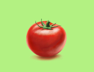 A tomato. Painted Tomato Images on Green Background