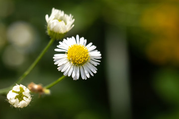 Fototapeta premium Chamomile flower in the forest
